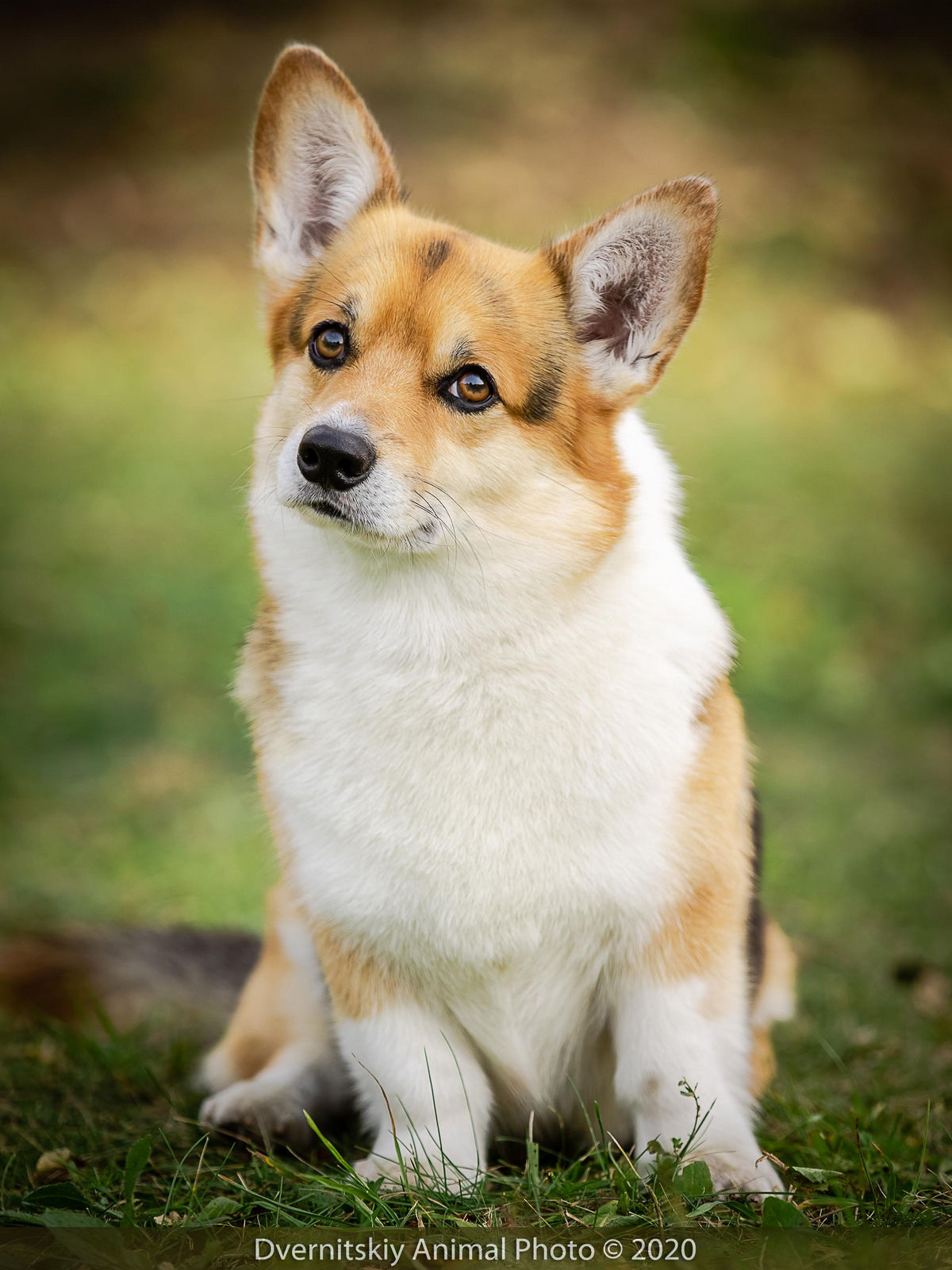 Yoster_1 Yoster_1