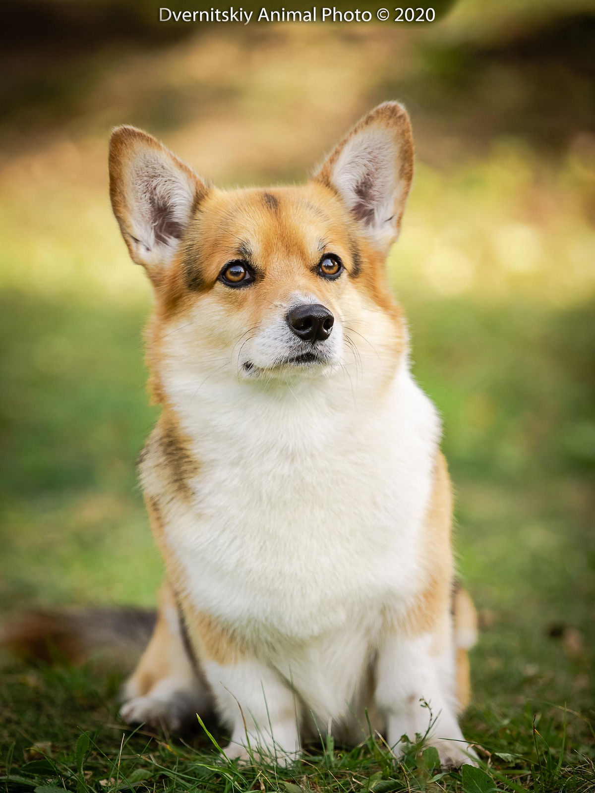 Yoster_3 Yoster_3