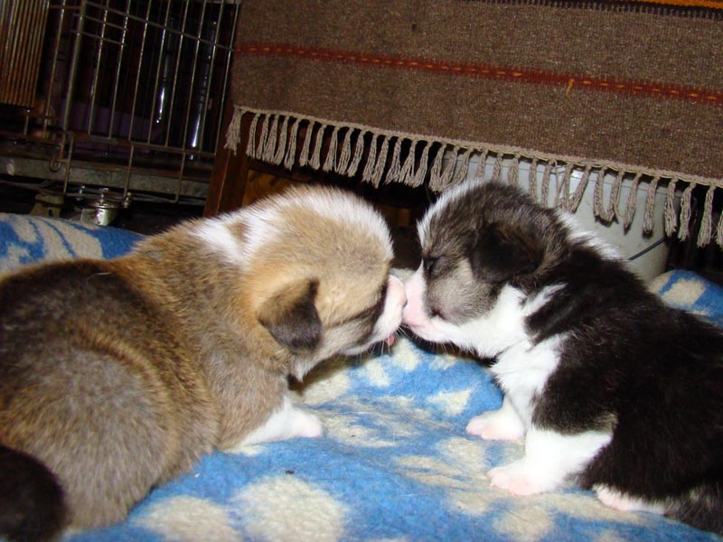 5kobel1girl2