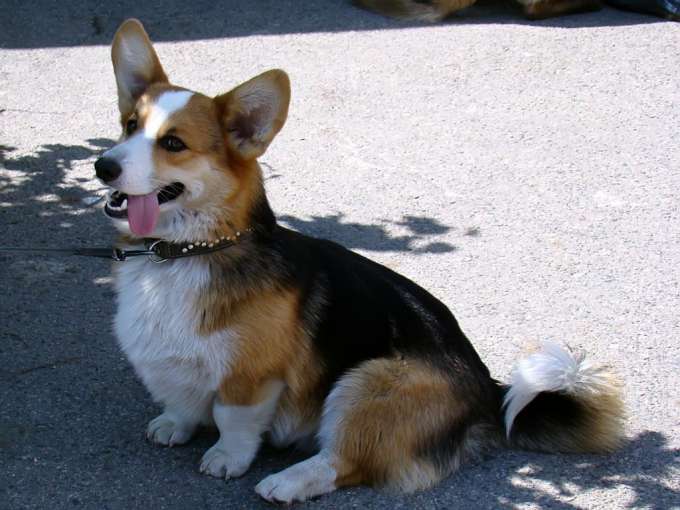 Corni