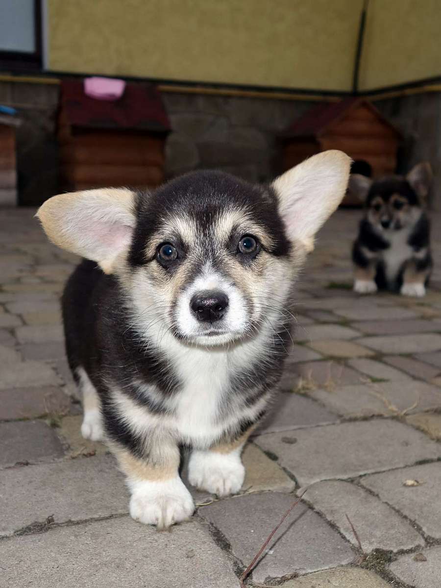 Grimm