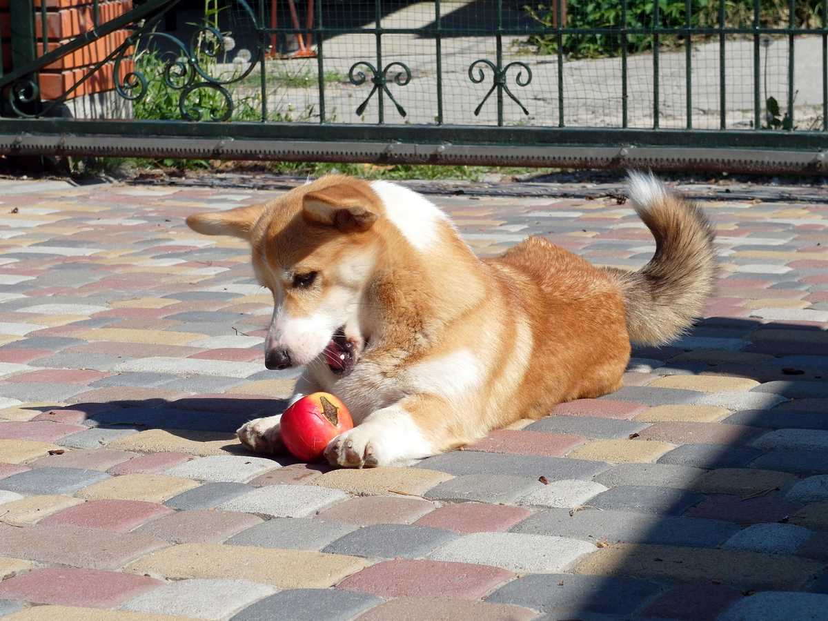 FoxApple