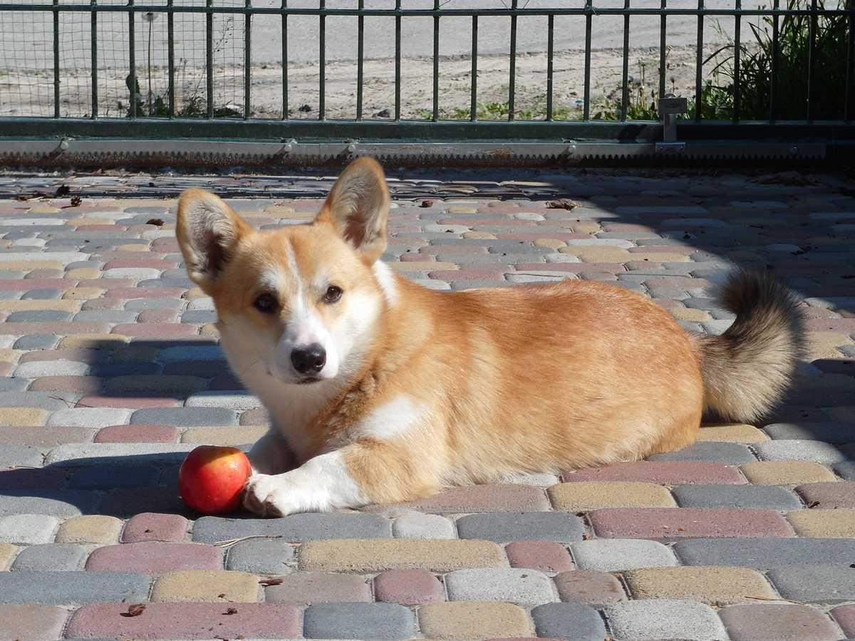 FoxApple2