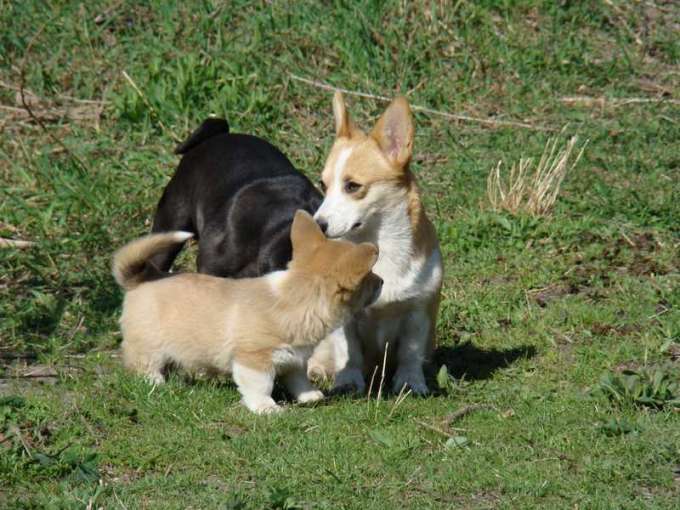 Penelopa2009_04_12