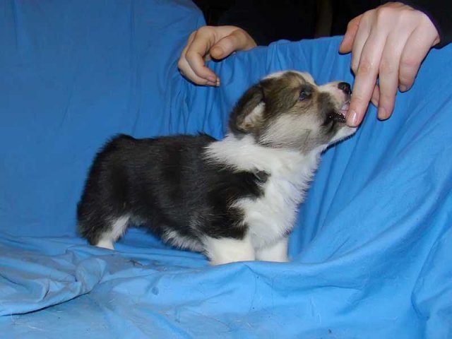 Piff-Paff2009_03_45