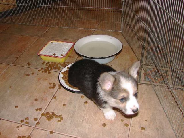 Piff-Paff2009_03_52