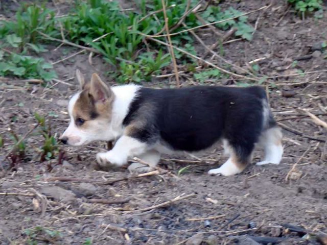 Piff-Paff2009_04_56