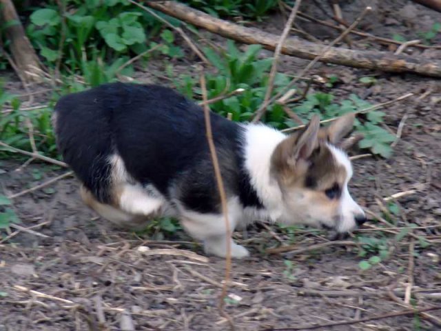 Piff-Paff2009_04_57