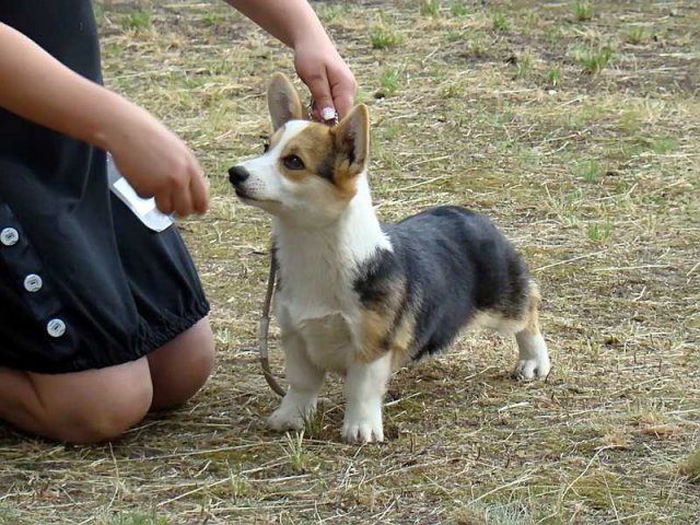 Piff-Paff2009_07_64