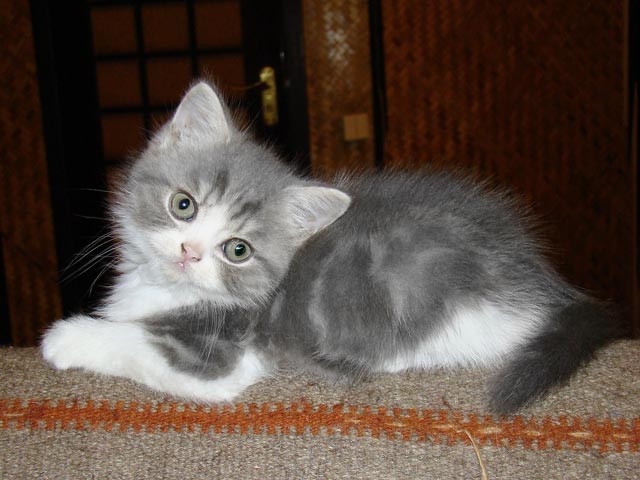 greyBoy1