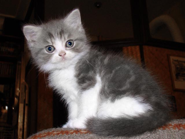 greyBoy2