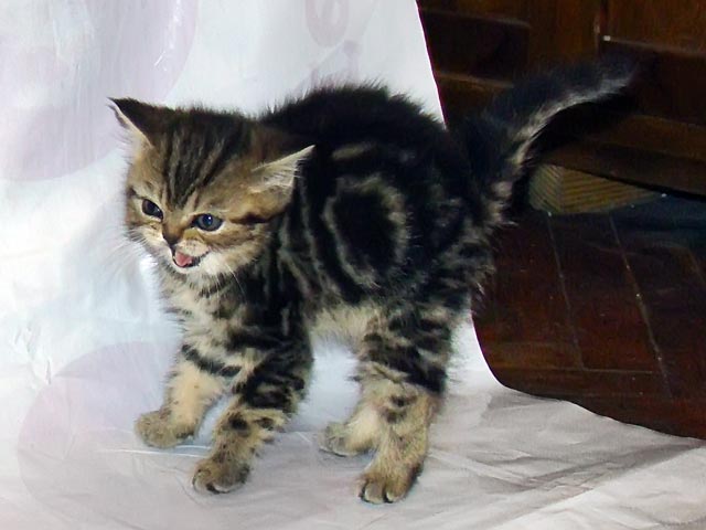 koshka1