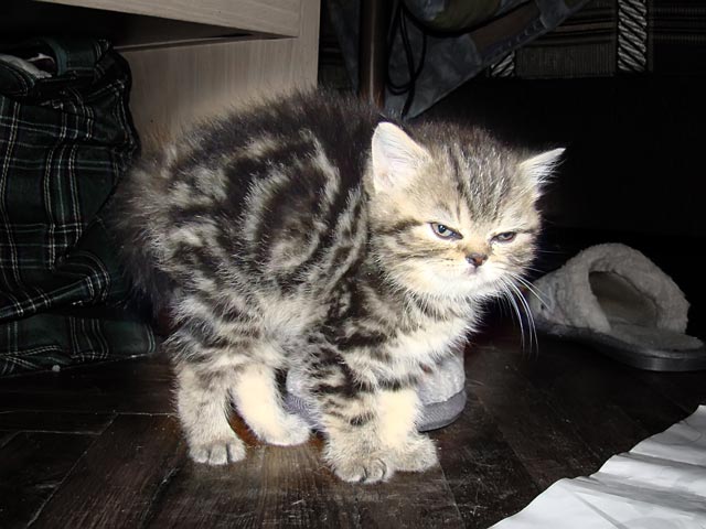koshka1