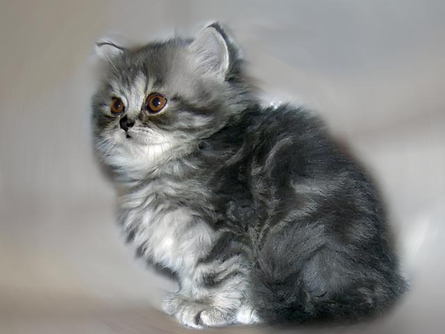 PushKoshka