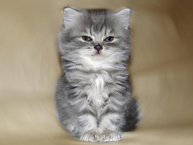 PushKoshka2